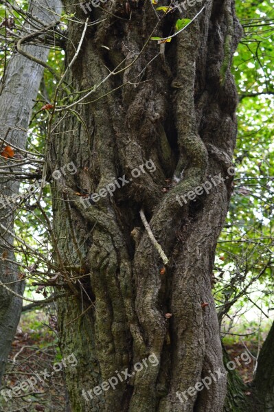 Tree Nature Wood Woodlands Natural