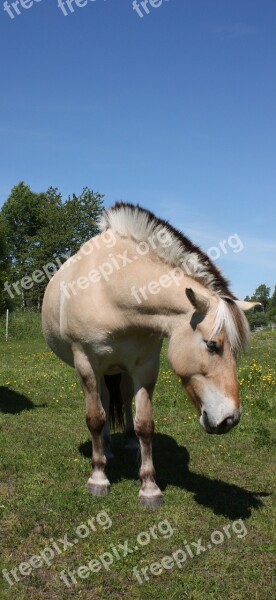 Horse Norwegian Norway Norwegian Horse Race Mohawks