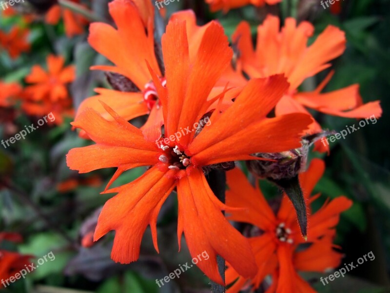 Lychnis Flower Perennial Garden Flowers Nature