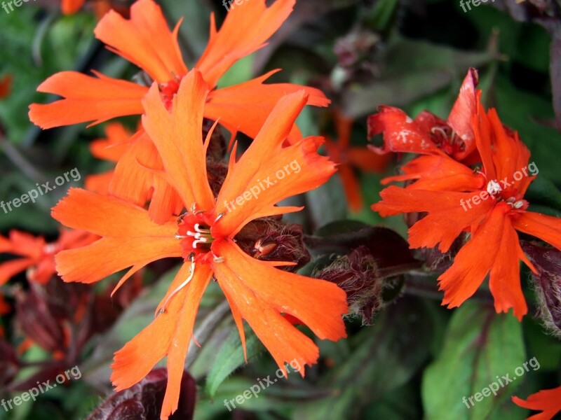 Lychnis Flower Perennial Garden Flowers Nature