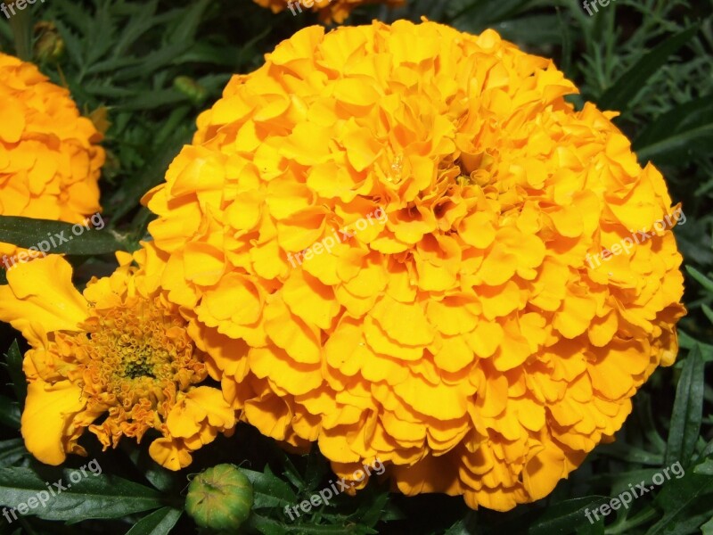 Marigold Flower Meadow Plant Nature