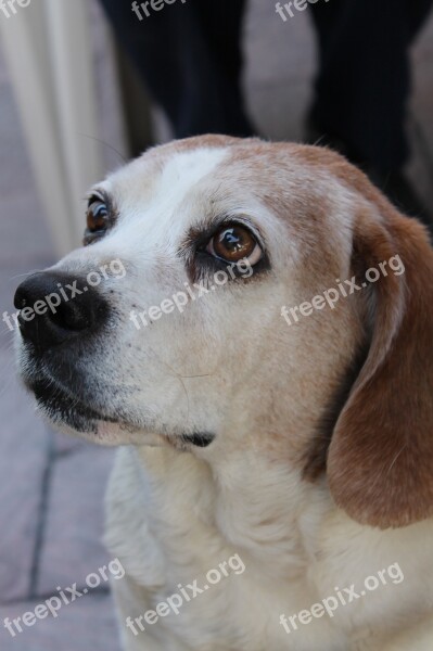 Dog White Thoughtful Free Photos