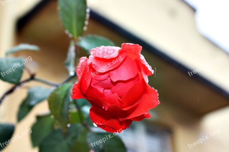 Rose Orange Red Flower Raindrops