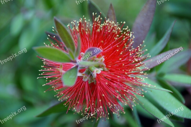 štetkovec Flower Exotic Plant Red Free Photos