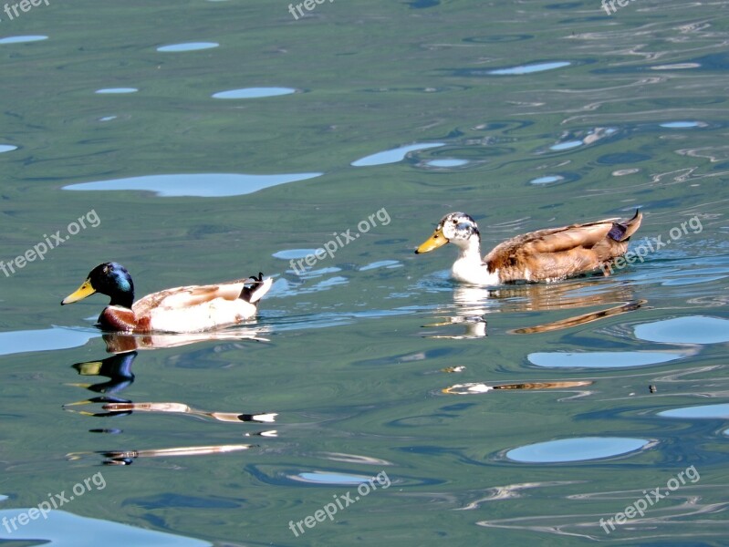 Duck Water Lake Swim Water Games