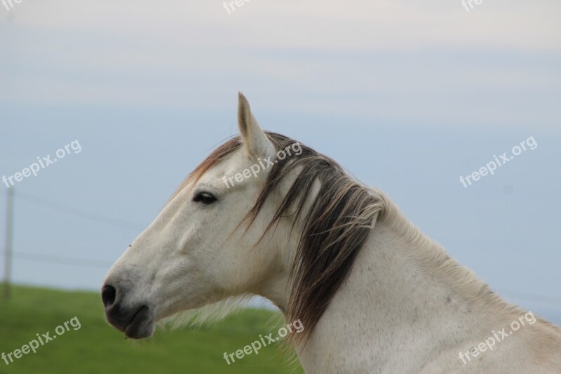 Horse White In San Vicente