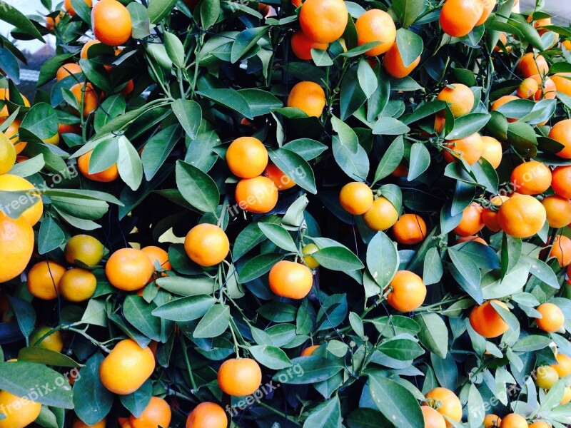 Oranges Orange Shrub Citrus Fruit Fruits Fruit