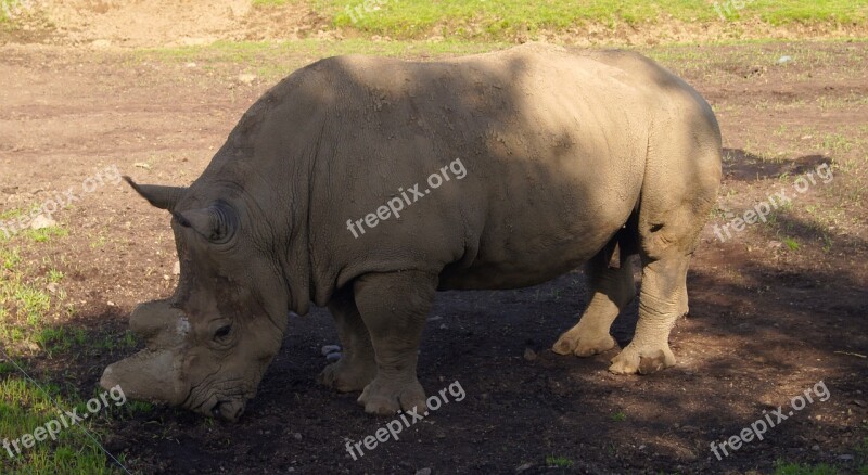 Rhinoceros Zoo Animal Free Photos