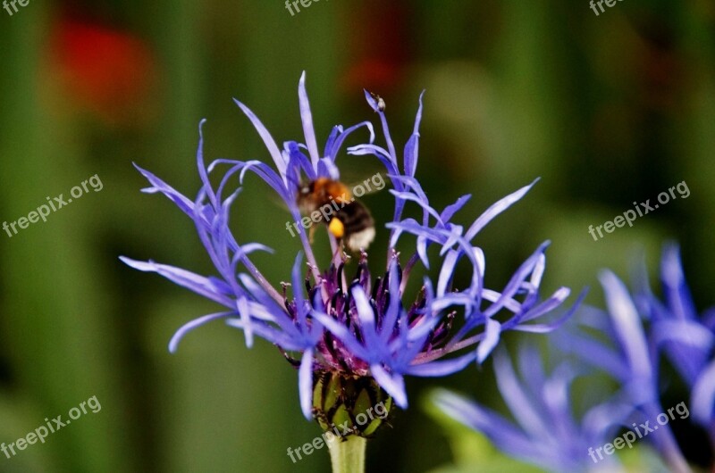 Cornflower Bumble-bee Flower Blue Insect