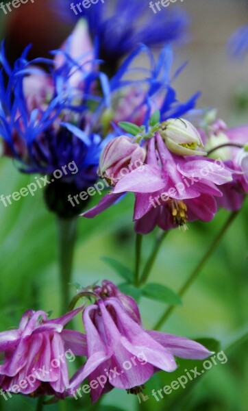 Columbine Flower Pink Pink Flower Free Photos