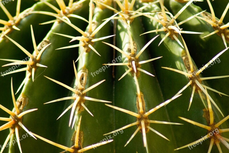 Cactus Thorns Quills Drought Free Photos