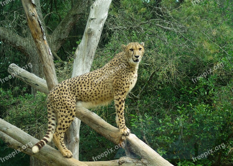 Cheetah Feline Tawny Wild Animal Free Photos