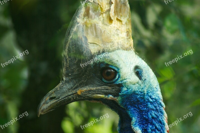 Bird Cassowary Helmet Indonesia Free Photos