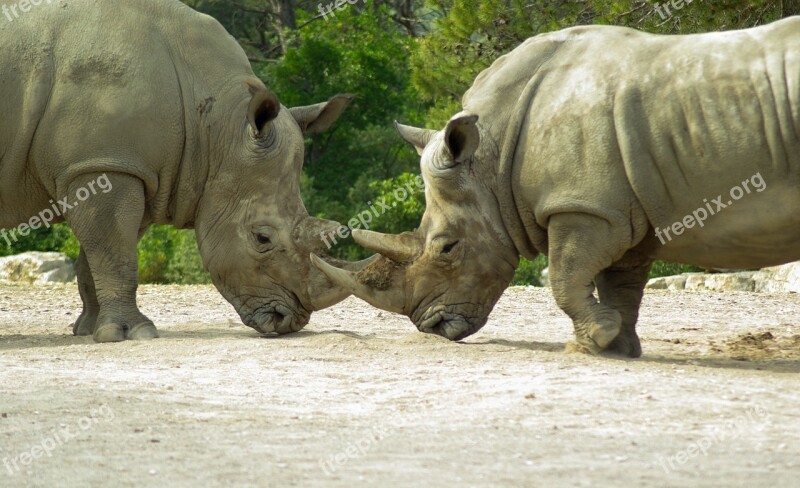 Rhinoceros Horn Wild Animal Fight Free Photos