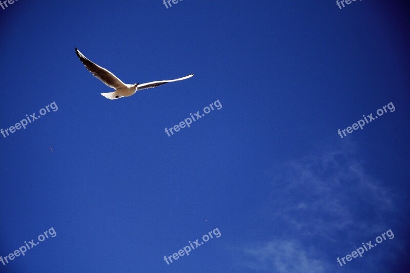 Tabitha New Seagull Sea Flight