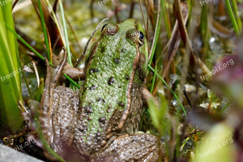 Frog Nature Amphibians Sit Wait