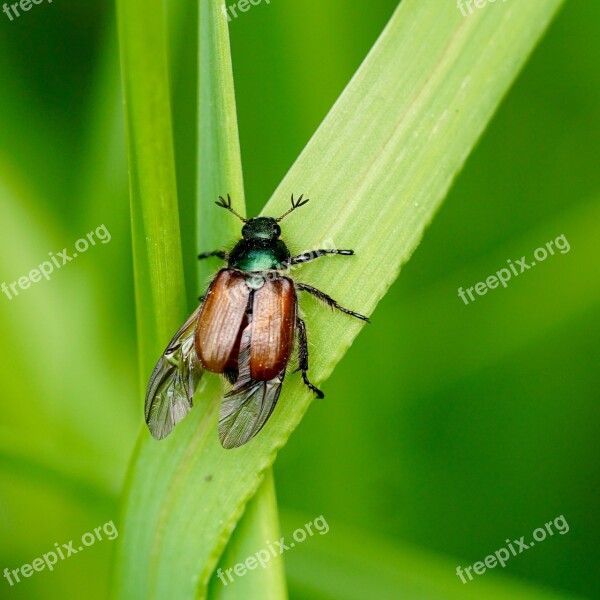 Beetle Insect Nature Wing Chitin