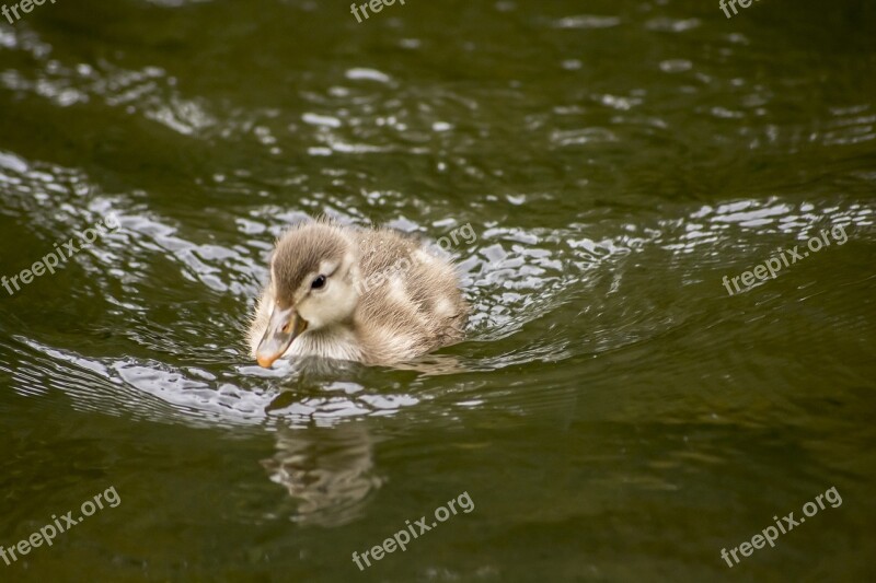 Duck Baby Duckling Cute Newborn