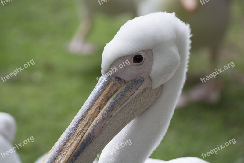 Pelican Bird Nature Water Wildlife