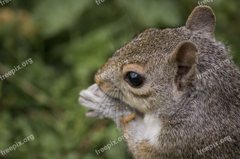 Squirrel Rodent Animal Nature Wildlife