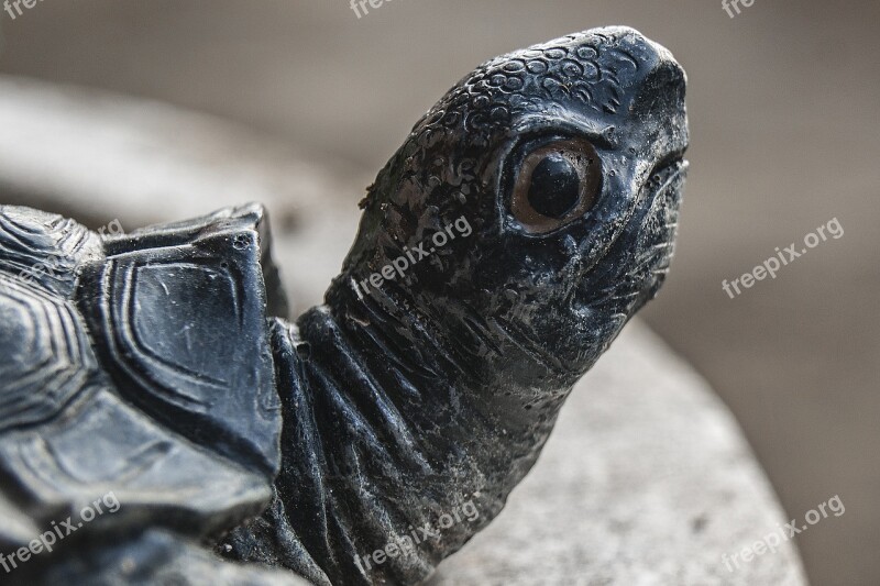 Turtle Turtle Head Stone Sculpture Animal Free Photos