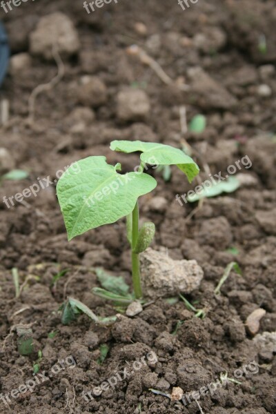 Beans Seedling Rostock Plant Garden