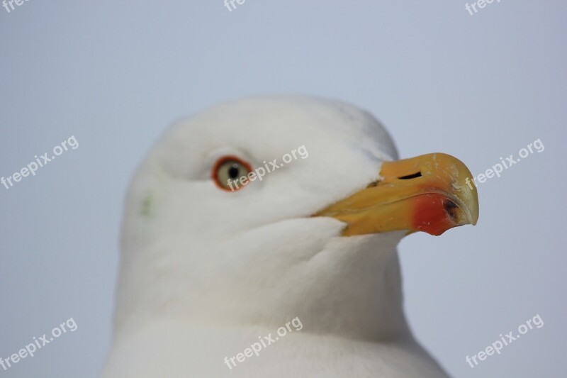 Gull Bill Bird Animals Free Photos