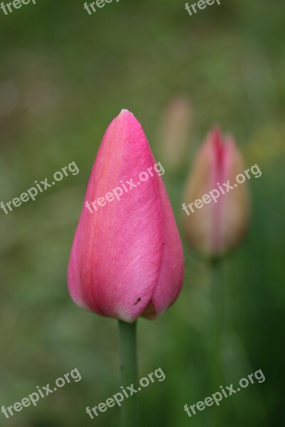 Tulip Flower Pink Bud Gentle