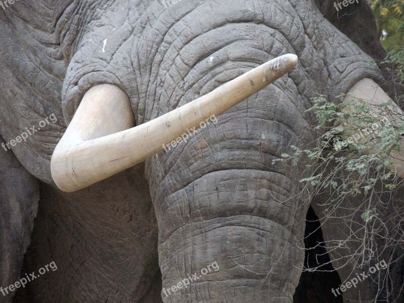 Ivory Tusk Animals Elephant Nature