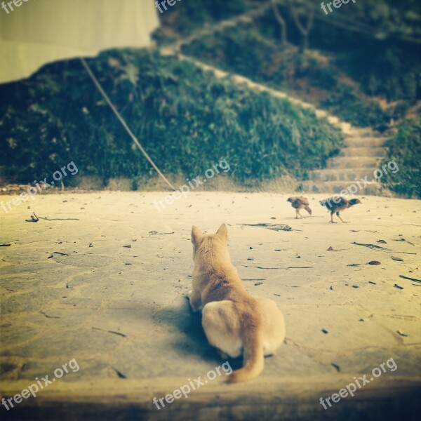 Guizhou Pet Dog Canine Sitting