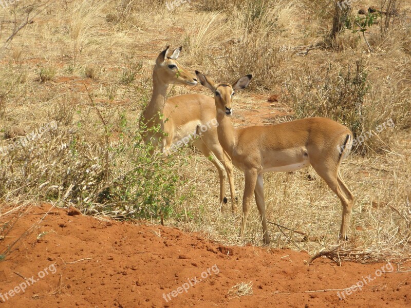 Gazelle Kenya Wildlife Africa Animal