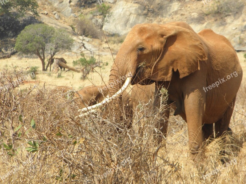 Elephant Kenya Africa Wild Wildlife