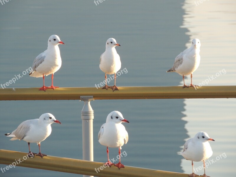 Seagulls Sea Gull Birds Unity