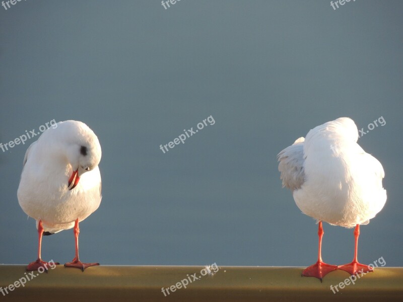 Seagulls Sea Gull Birds Unity