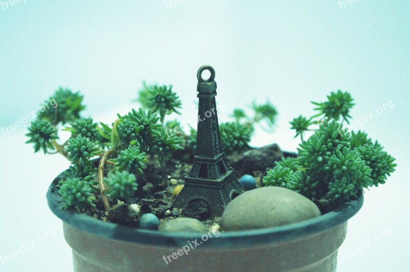 Still Life Potted Plants Light Free Photos