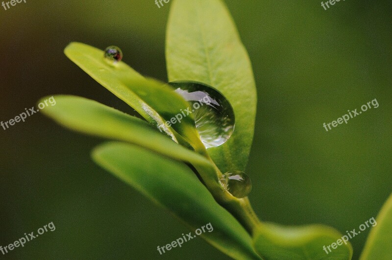 Leaf Hookah Rain Drip Water