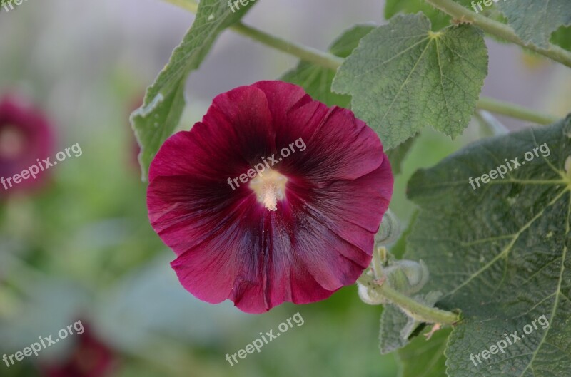 Flower Hollyhock Nature Flora Botany