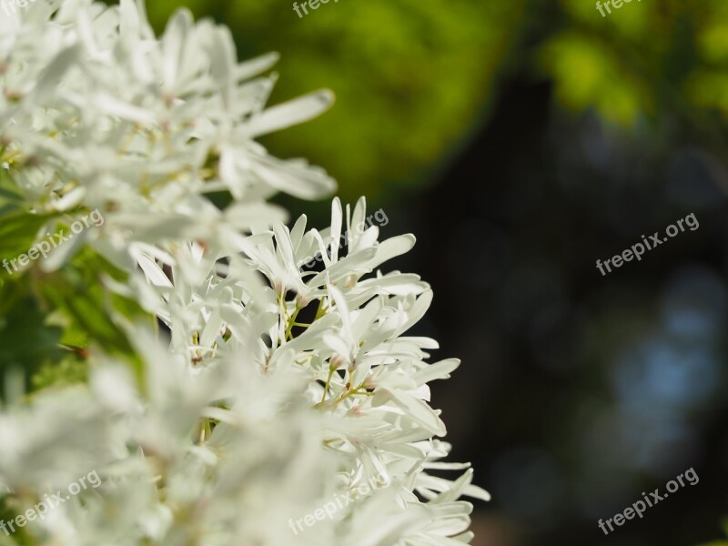 Tree Nan'm Monjya Chionanthus Retusus Osmanthus Department Flowers White Flowers