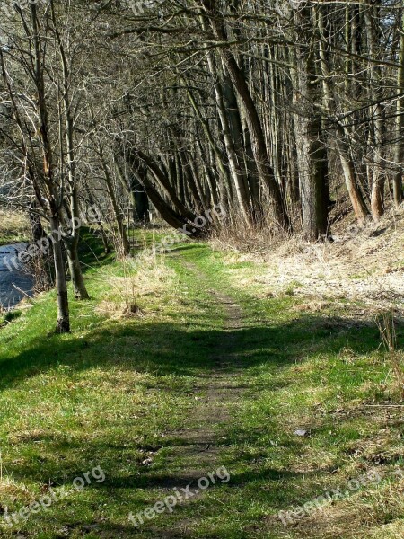 Forest Away Forest Path Trail Nature