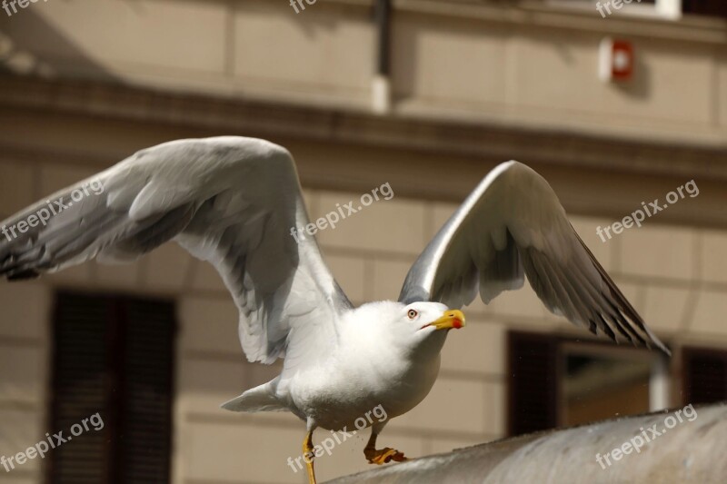 Seemoeve Gull Bird Flight Water Bird