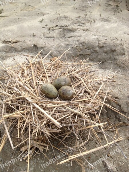 Egg Nest Snipe Free Photos