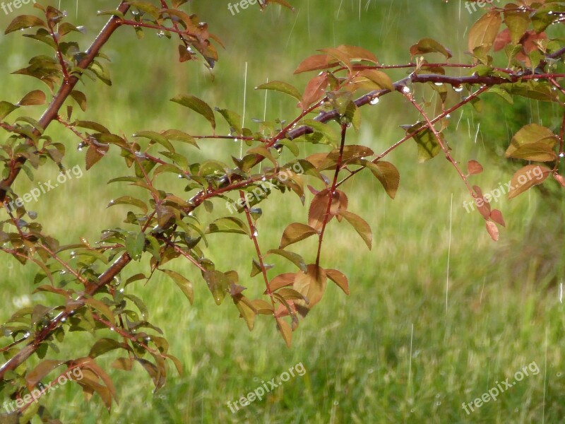 Rain Rainy Weather Leaf Bush Raindrop