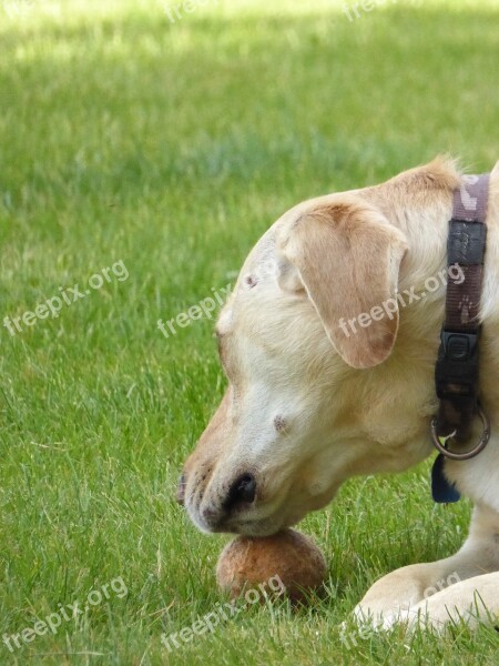 Dog Animal Head Snout Hybrid