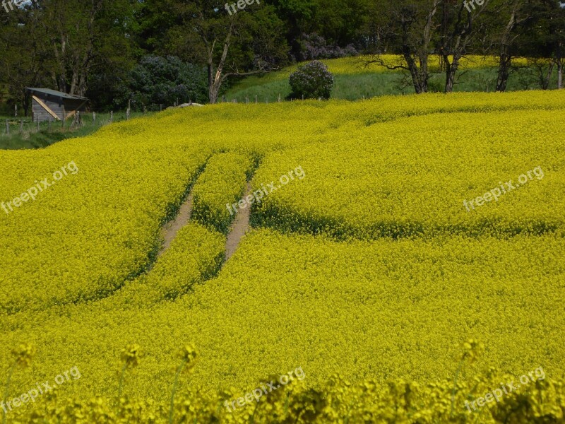 Oilseed Rape Yellow Field Of Rapeseeds Away Landscape