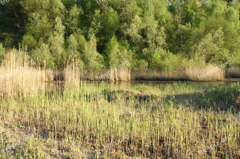 Reed Swamp Moor Nature Nature Reserve