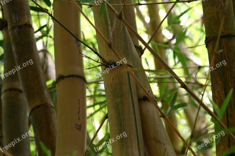 Bamboo Plants Botany Natural Zen