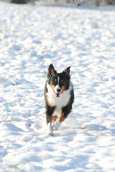 Australian Shepherd Dog Snow Pet German Longhaired Pointer