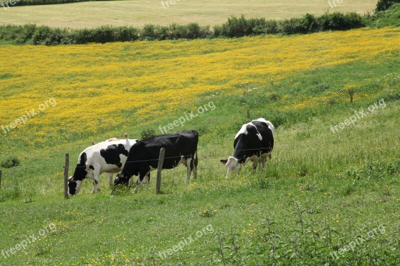 Auvergne Cows Pre Field Cattle