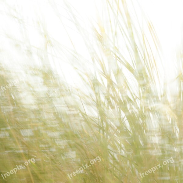 Dune Grass Nature Beach Grass Coast