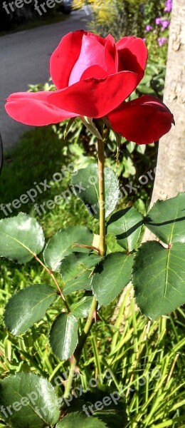 Rose Red Red Rose Rose Bloom Plant